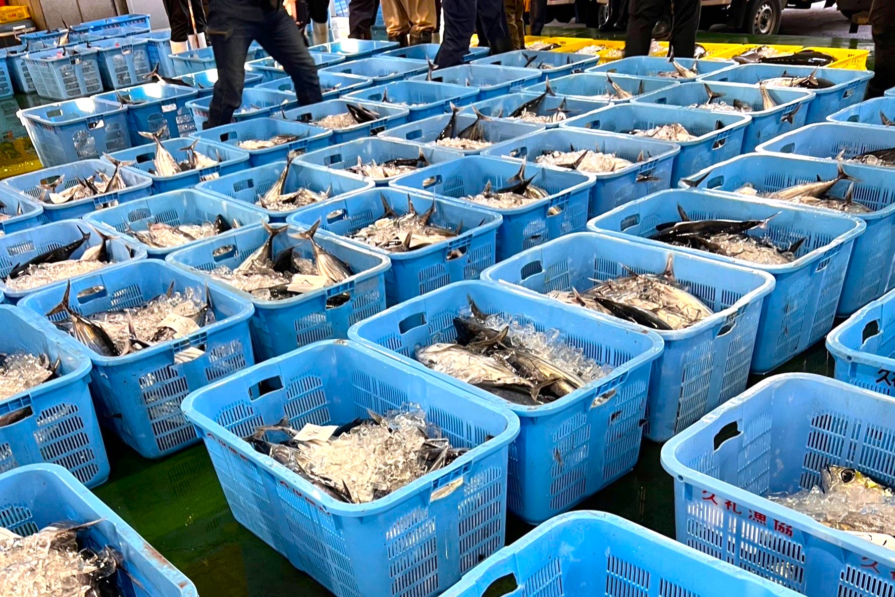 2023年4月上旬 高知県久礼漁港 初鰹の豊漁