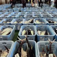 久礼漁港の魚市場に並ぶ鰹