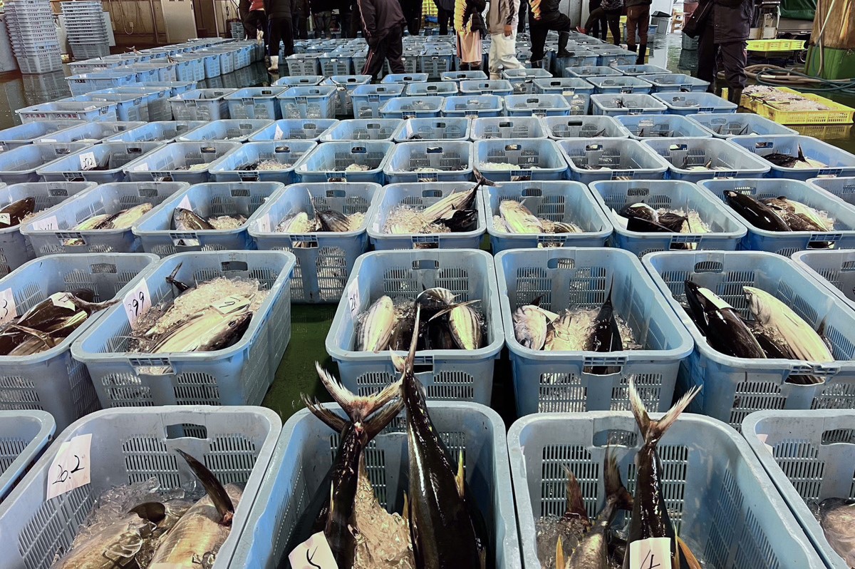 久礼漁港の魚市場に並ぶ鰹