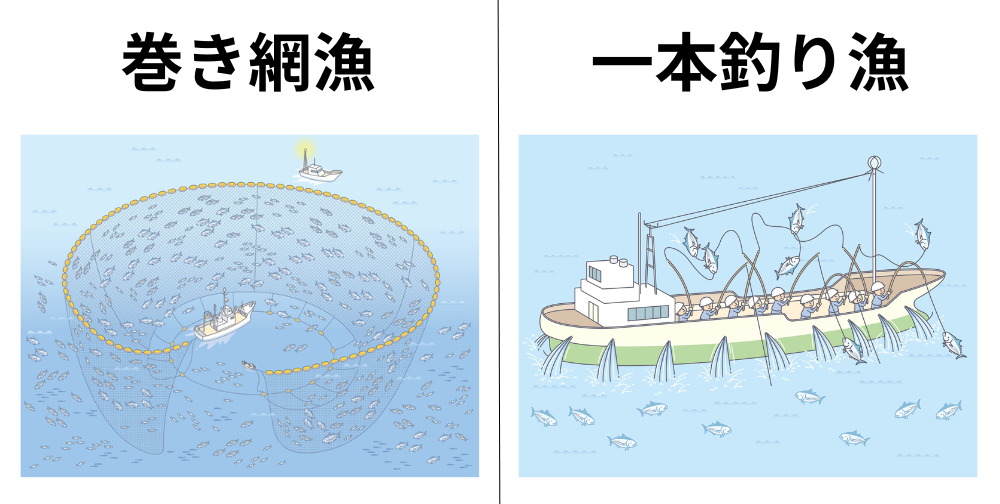 巻き網漁と一本釣り漁の比較