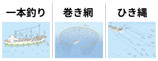 主な鰹の漁獲法】一本釣り・巻き網・ひき縄をそれぞれ解説 | 高知産かつおの100%藁焼きタタキ通販｜久礼大正町市場 山本鮮魚店