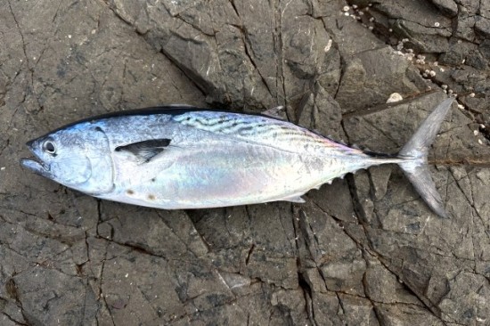 カツオの一種「スマガツオ」とは？生息地・旬・見分け方について解説