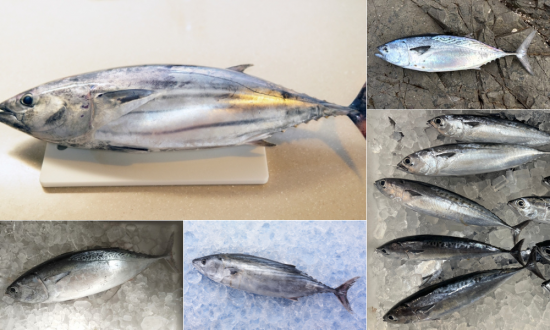 5種類】かつおと名が付く魚の違いは？旬と見分け方を解説！ | 高知産