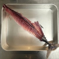 山本鮮魚店がさばいた生かつおの中骨