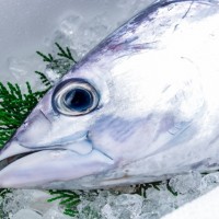 新鮮なかつおの頭部を拡大した写真
