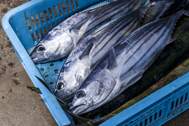 箱に詰められた3尾のかつお
