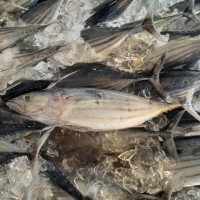 氷につめられた大量のかつお