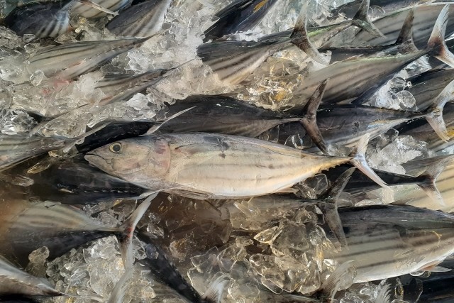 氷につめられた大量のかつお
