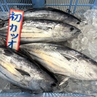2026年山本鮮魚店の初鰹