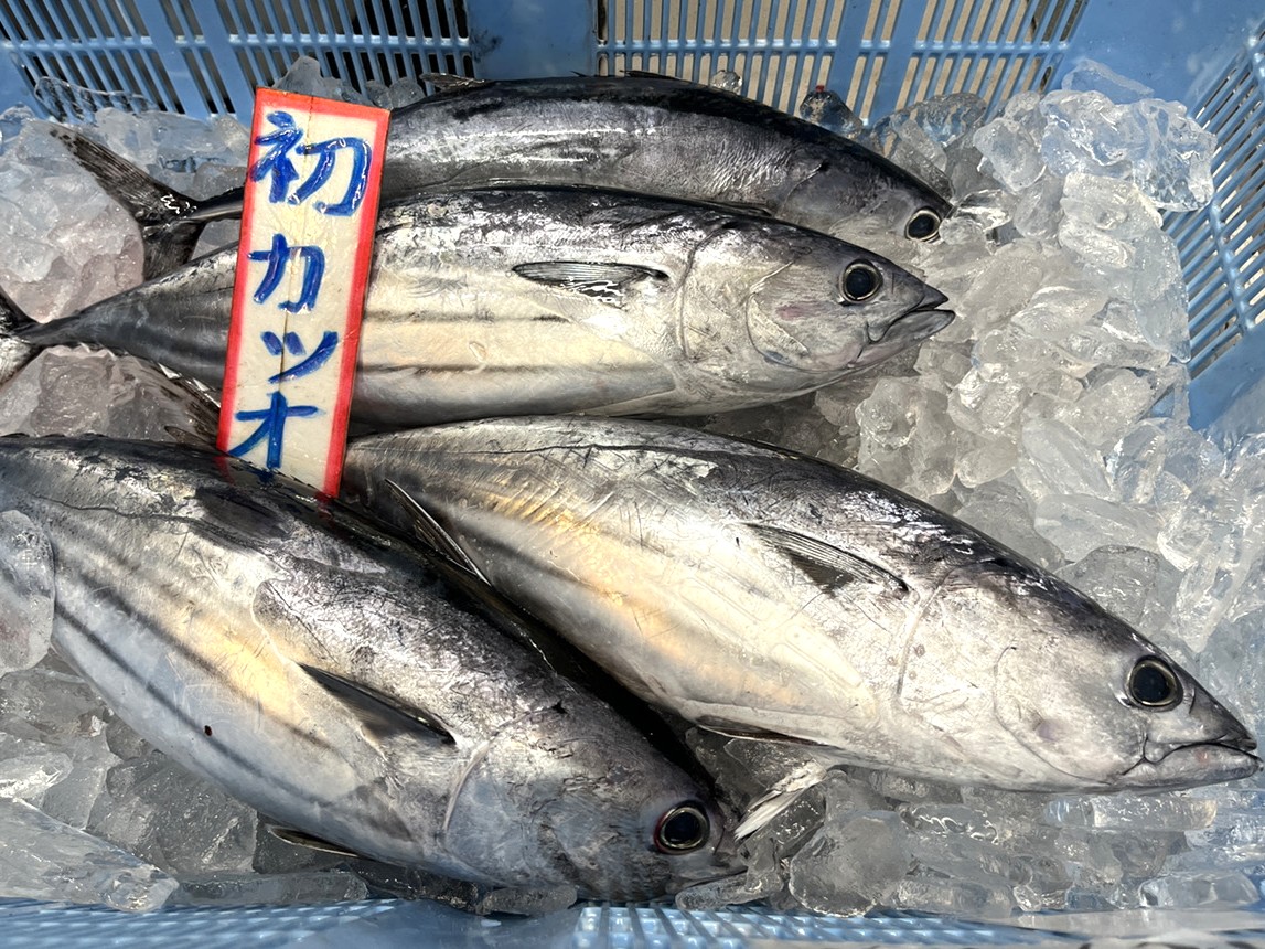 2026年山本鮮魚店の初鰹
